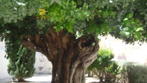 Cerchi un albero di Carrubo per il tuo giardino